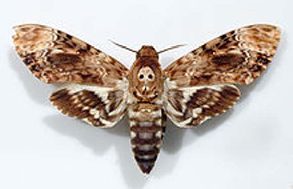 Biblical Beasts: Moth