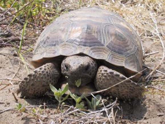 Biblical Beasts: Tortoise